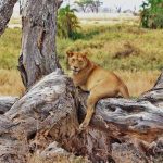 Safari Tanzanie : les parcs incontournables pour un premier voyage