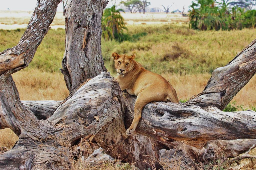 Safari Tanzanie : les parcs incontournables pour un premier voyage